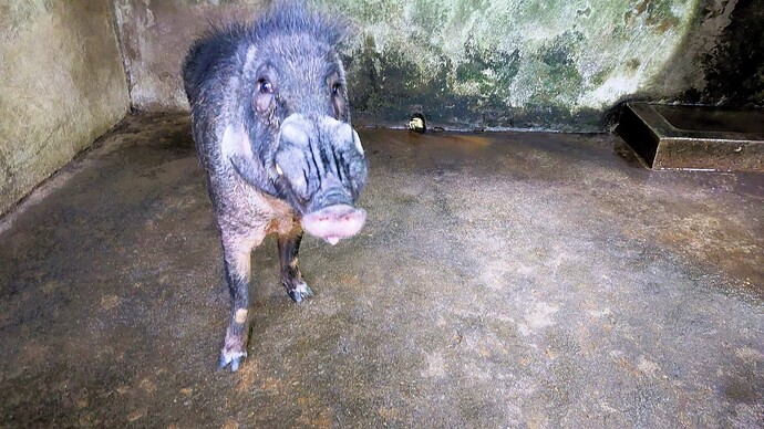 28-philippinen-forum-wildschweine-01