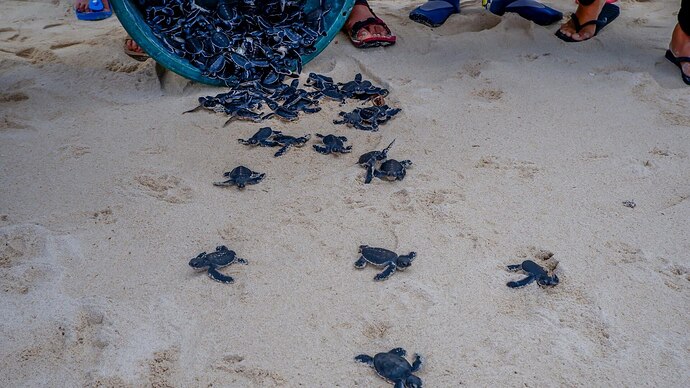 31-philippinen-forum-nationalparks-turtle-islands-03