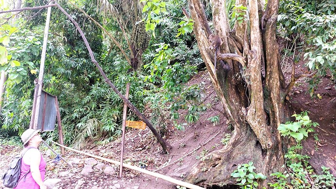 30-philippinen-forum-tiere-affen-meerkatzen-01