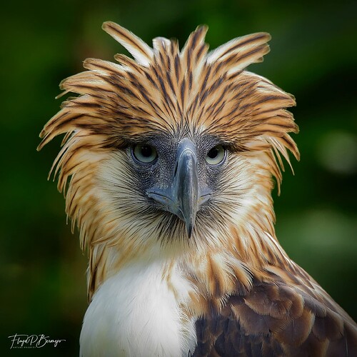 eagle1