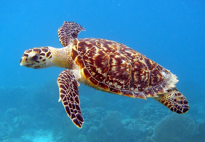 Hawksbill_Sea_Turtle_Carey_de_Concha_(5840602412)