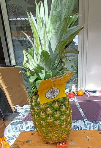Ananas