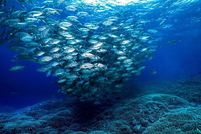 tubbataha-reef-philippines03