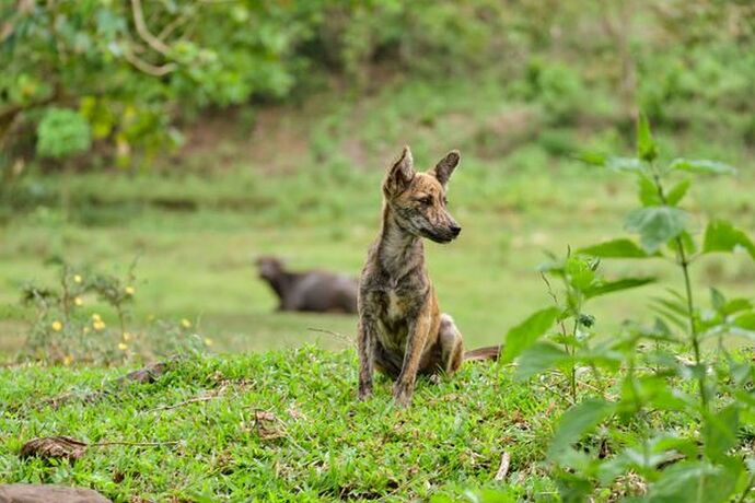 04-philippinen-forum-tiere-Asong Gubat-01