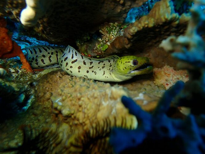 Apo-Reef-09-1024x768