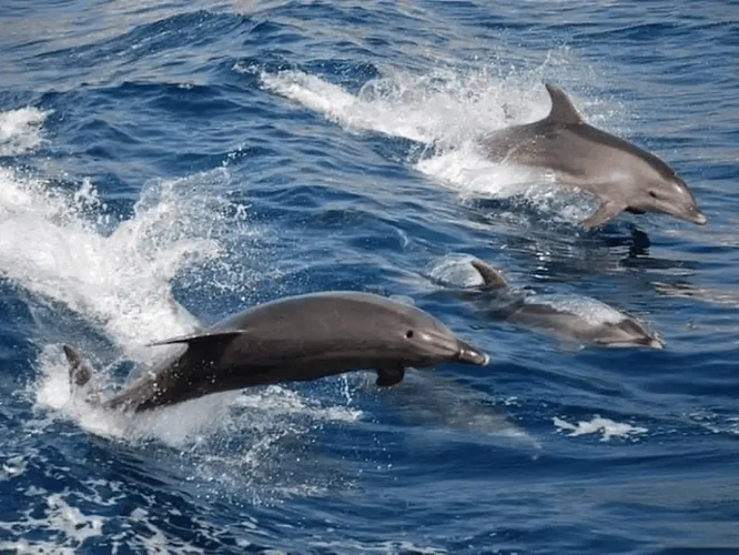 16-philippinen-forum-staedte-bais-city-negros-oriental-02