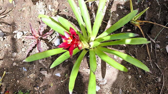 25-philippinen-forum-blumenecke-bromelien-04