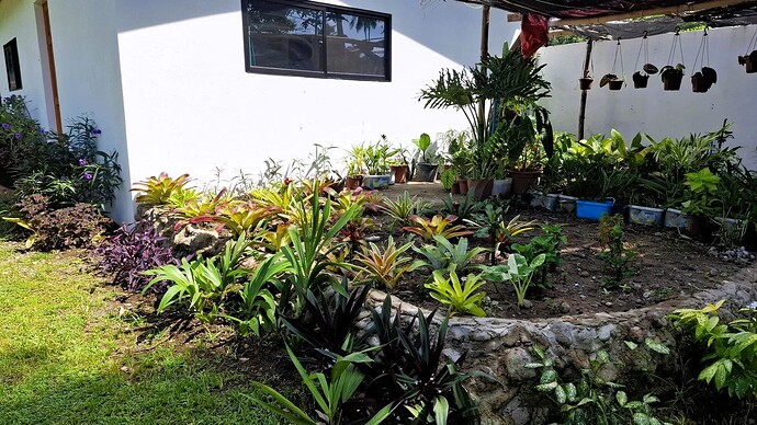 25-philippinen-forum-blumenecke-bromelien-01