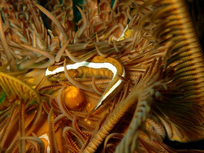Apo-Reef-10-1024x768