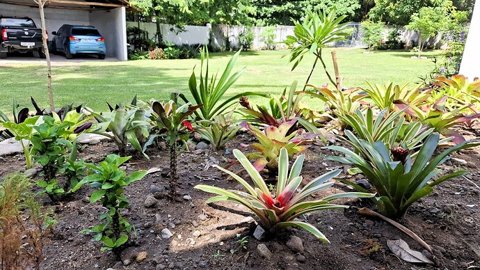 25-philippinen-forum-blumenecke-bromelien-02