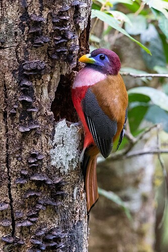 ibong-adarna-bird-03