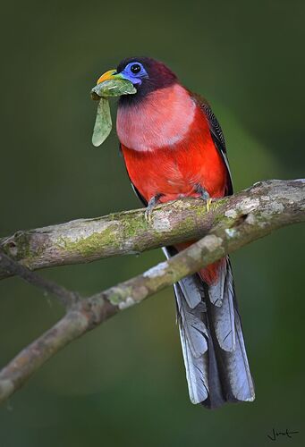 ibong-adarna-bird-06