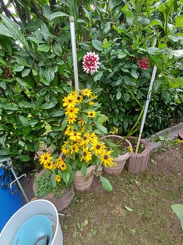 Blumen