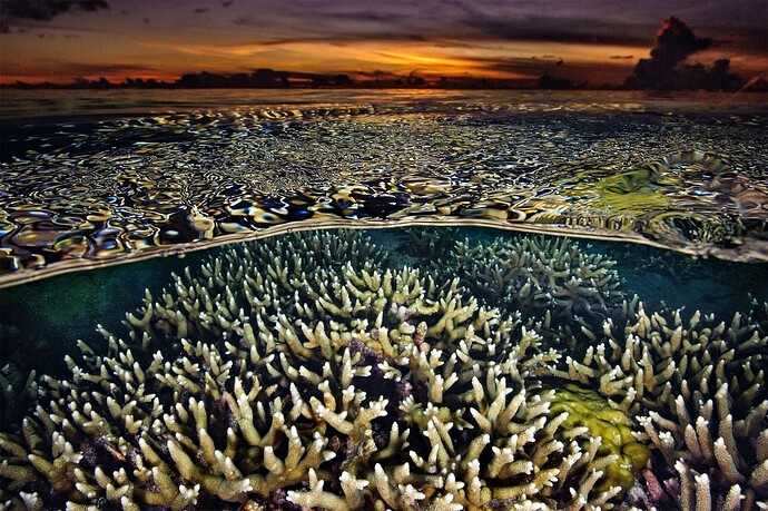tubbataha-reef-philippines04