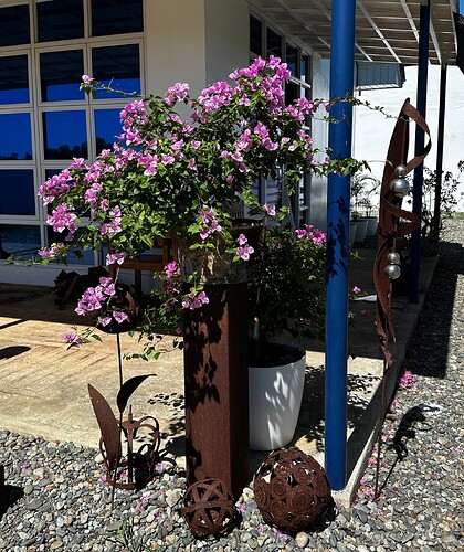 Bougainvillea und Rost