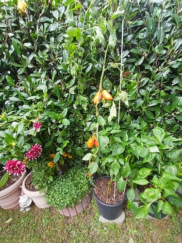 Tomaten1