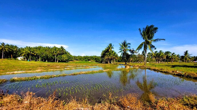 01-philippinen-forum-unterwegs-negros-reisfelder-01