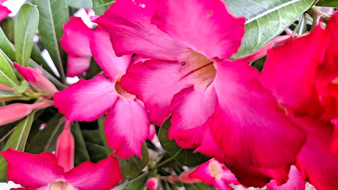 10-05-2025-philippinen-forum-blumenecke-22