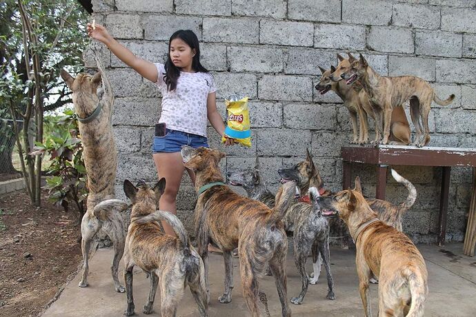04-philippinen-forum-tiere-Asong Gubat-02