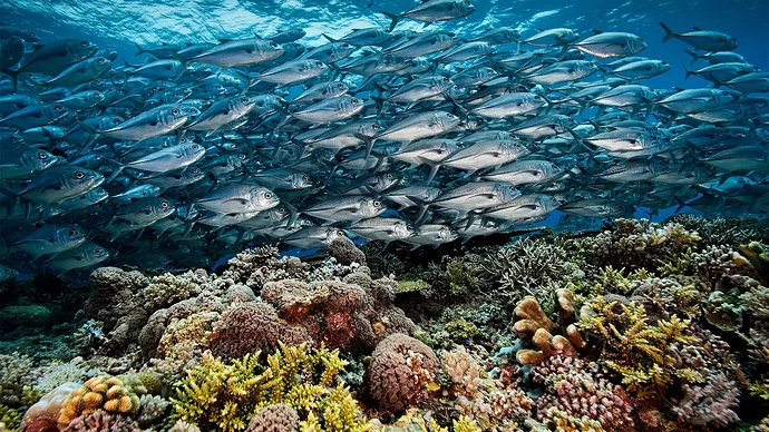tubbataha-reef-philippines07
