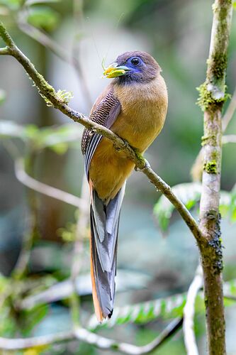 ibong-adarna-bird-female4