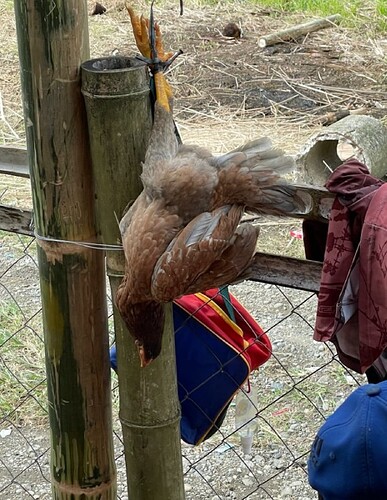 Native Chicken Cabatuan
