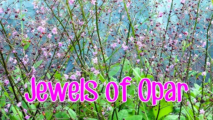 06-philippinen-forum-gemuesesorten-talinum-jewels-of-opar-00