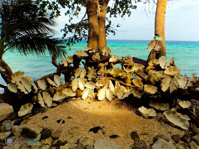 18-philippinen-forum-tiere-riesenmuscheln-04