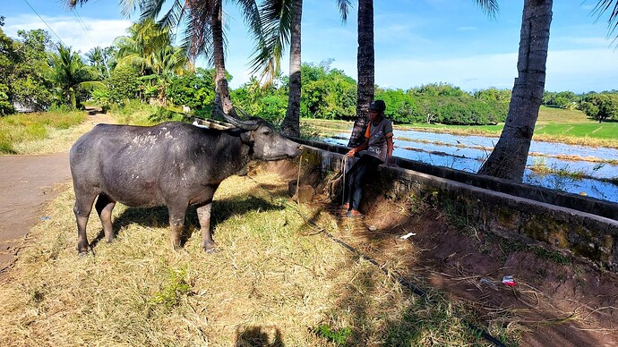 01-philippinen-forum-unterwegs-negros-reisfelder-02