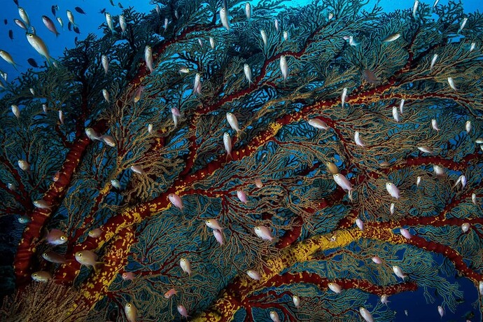tubbataha-reef-philippines09