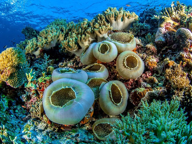 tubbataha-reef-philippines01