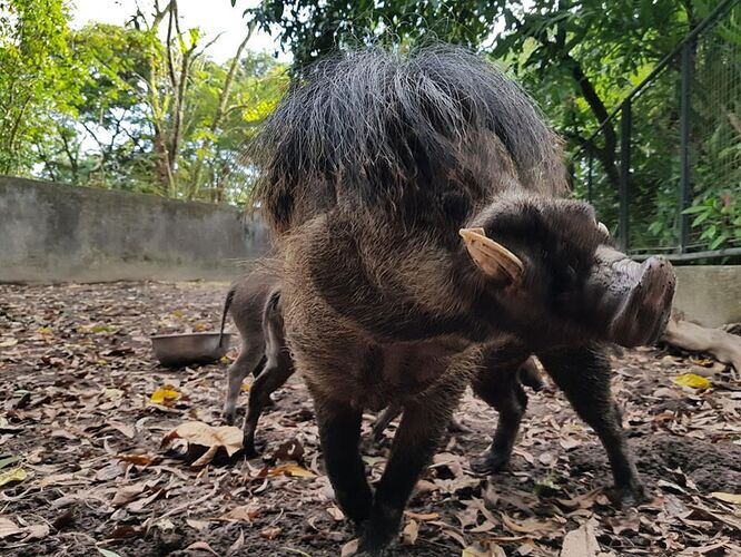 26-philippinen-forum-tiere-visayan-warzenschwein-01