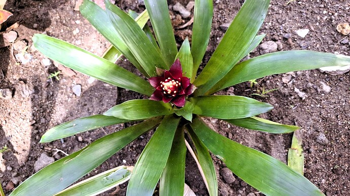 25-philippinen-forum-blumenecke-bromelien-05
