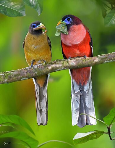 ibong-adarna-bird-female-and-male5