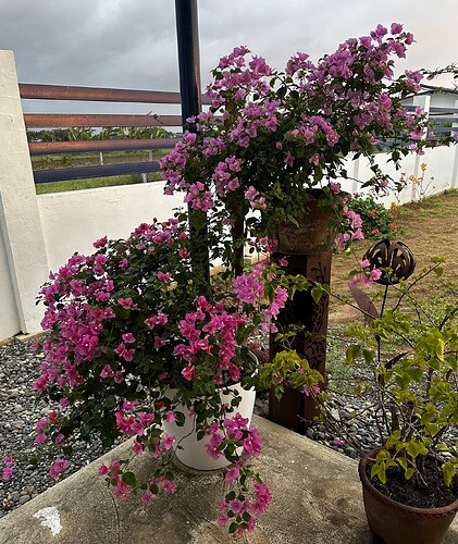 Bougainvillea und Rost