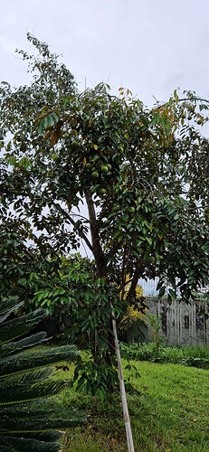250220-Makato Garden Star-Apple Tree_001