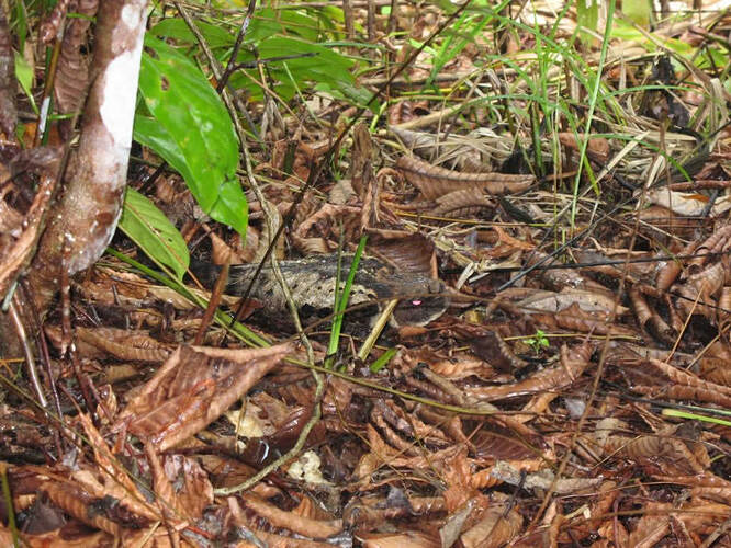 nightjar01