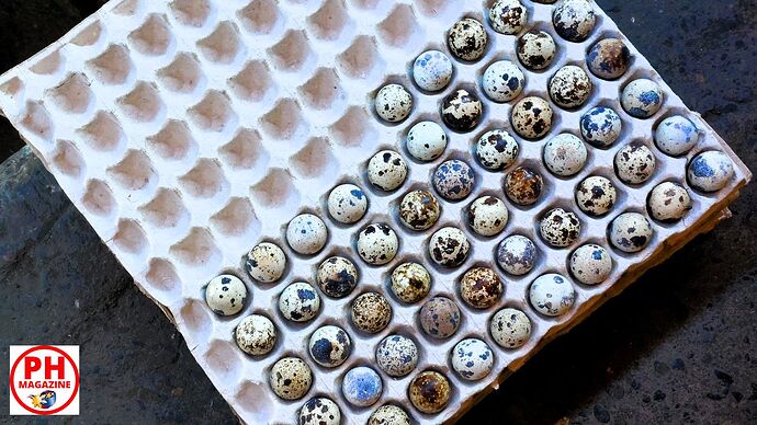 22-philippinen-forum-lebenshunterhalt-03