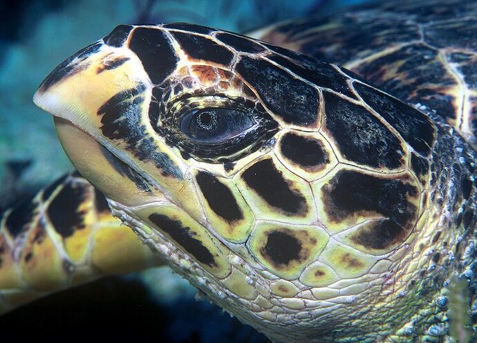 Hawksbill_turtle_doeppne-081