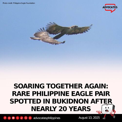 24-philippinen-forum-tiere-philippine-eagle-01