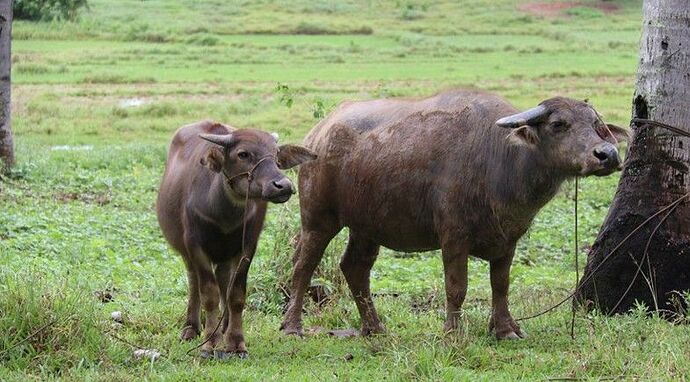 1726661322612Swamp-buffalo