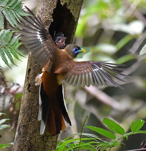 ibong-adarna-bird-07