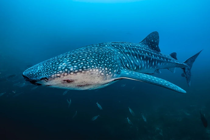 tubbataha-reef-philippines08