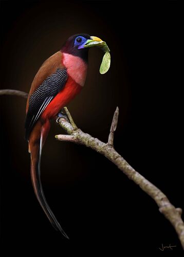 ibong-adarna-bird-02