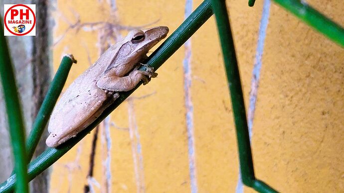 25-philippinen-forum-tierwelt-frosch-01