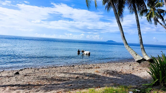 30-philippinen-forum-expats-daheim-rind-01