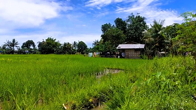 15-philippinen-forum-unterwegs-in-mindanao-reisfelder-villanueva-misor-15