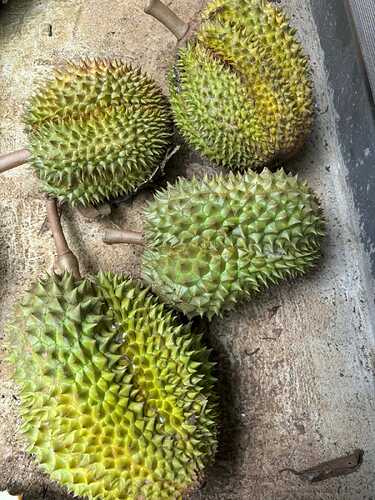 Durian2