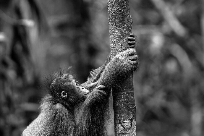 11_06_14Borneo000719-Bearbeitet