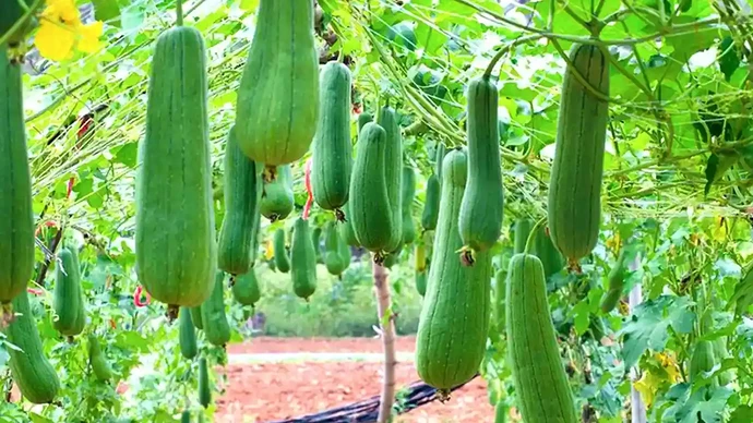 08-philippinen-forum-gemuese-patola-01